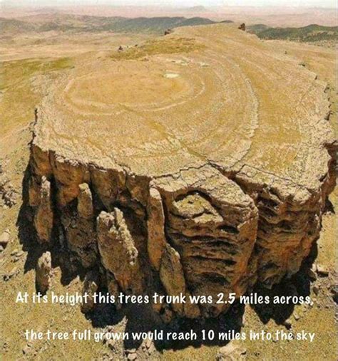 how big were ancient trees.